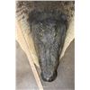 Image 6 : Big CROCODILE Hide Rug with a Felt and its Mounted Head