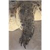 Image 9 : Big CROCODILE Hide Rug with a Felt and its Mounted Head