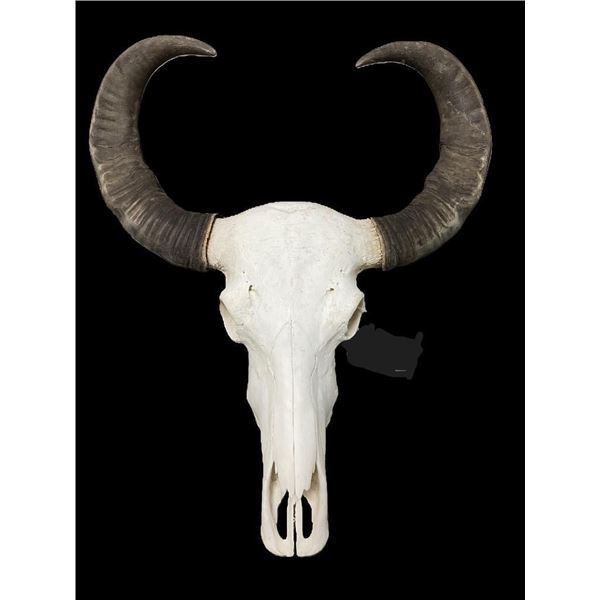 Very Large ASIAN WATER BUFFALO Skull