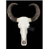 Image 1 : Very Large ASIAN WATER BUFFALO Skull