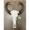 Image 2 : Very Large ASIAN WATER BUFFALO Skull