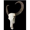 Image 3 : Very Large ASIAN WATER BUFFALO Skull