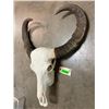 Image 4 : Very Large ASIAN WATER BUFFALO Skull