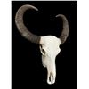 Image 5 : Very Large ASIAN WATER BUFFALO Skull