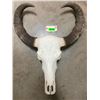 Image 6 : Very Large ASIAN WATER BUFFALO Skull