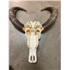 Image 7 : Very Large ASIAN WATER BUFFALO Skull