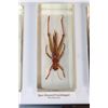 Image 10 : (10) Insects and Arthropods preserved in Resin Blocks with Labels (ONE$)