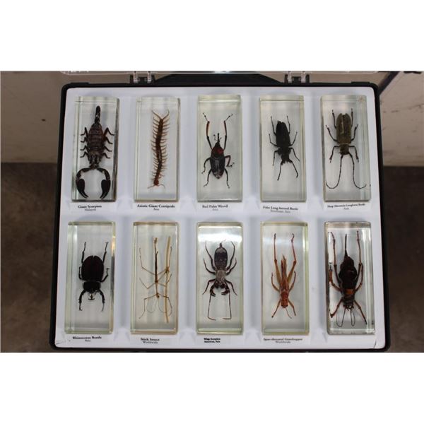 (10) Insects and Arthropods preserved in Resin Blocks with Labels (ONE$)