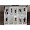 Image 1 : (10) Insects and Arthropods preserved in Resin Blocks with Labels (ONE$)