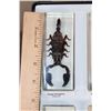 Image 2 : (10) Insects and Arthropods preserved in Resin Blocks with Labels (ONE$)