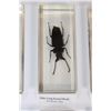 Image 5 : (10) Insects and Arthropods preserved in Resin Blocks with Labels (ONE$)