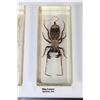 Image 9 : (10) Insects and Arthropods preserved in Resin Blocks with Labels (ONE$)