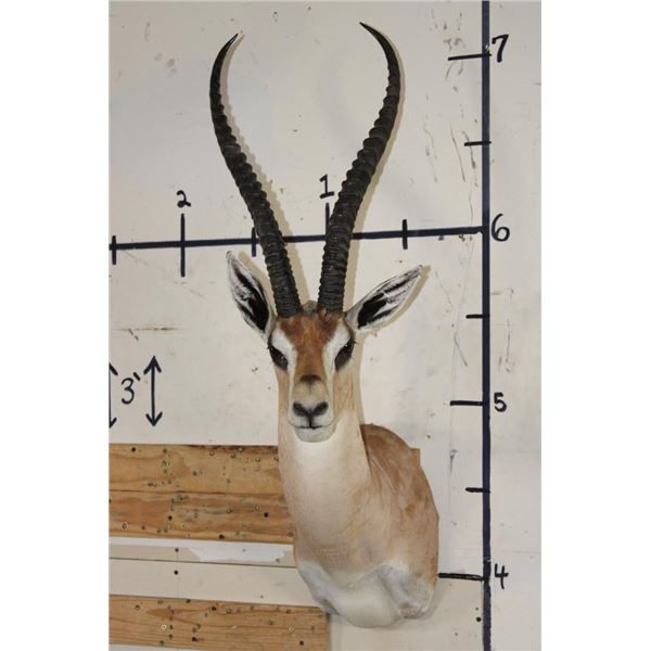 GRANT'S GAZELLE Shoulder Mount