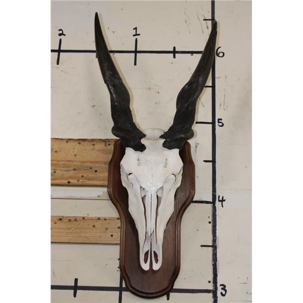 ELAND Skull on a Wooden Plaque