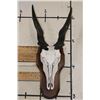 Image 1 : ELAND Skull on a Wooden Plaque