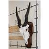 Image 2 : ELAND Skull on a Wooden Plaque