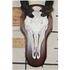 Image 5 : ELAND Skull on a Wooden Plaque