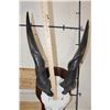 Image 7 : ELAND Skull on a Wooden Plaque