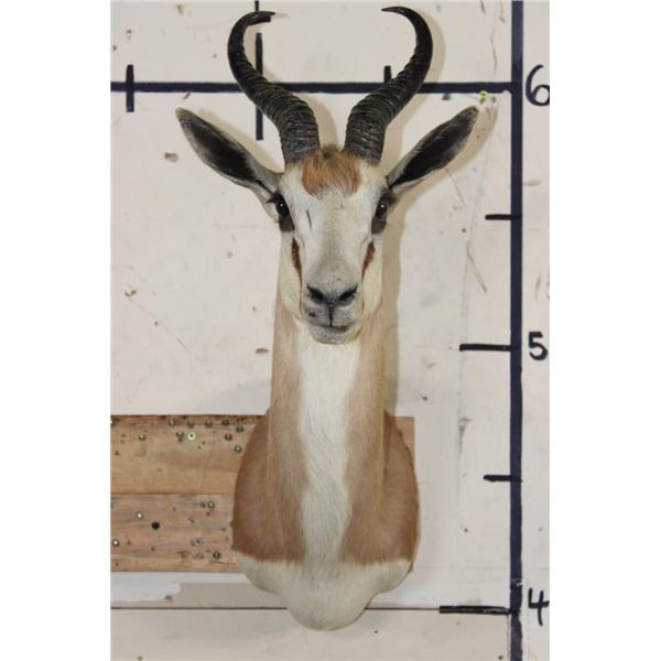COMMON SPRINGBOK Shoulder Mount