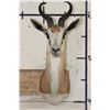 Image 1 : COMMON SPRINGBOK Shoulder Mount