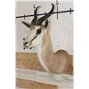 Image 2 : COMMON SPRINGBOK Shoulder Mount