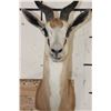 Image 5 : COMMON SPRINGBOK Shoulder Mount