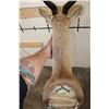 Image 8 : COMMON SPRINGBOK Shoulder Mount