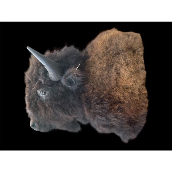*New* BUFFALO or BISON Shoulder Mount with Big Horns
