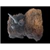 Image 1 : *New* BUFFALO or BISON Shoulder Mount with Big Horns