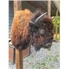 Image 2 : *New* BUFFALO or BISON Shoulder Mount with Big Horns