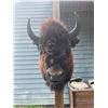 Image 3 : *New* BUFFALO or BISON Shoulder Mount with Big Horns