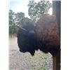 Image 4 : *New* BUFFALO or BISON Shoulder Mount with Big Horns