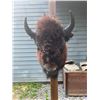 Image 5 : *New* BUFFALO or BISON Shoulder Mount with Big Horns