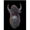 Image 6 : *New* BUFFALO or BISON Shoulder Mount with Big Horns