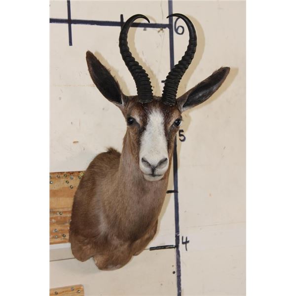 CHOCOLATE SPRINGBOK Shoulder Mount