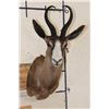 Image 1 : CHOCOLATE SPRINGBOK Shoulder Mount