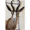 Image 5 : CHOCOLATE SPRINGBOK Shoulder Mount