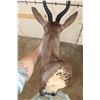 Image 7 : CHOCOLATE SPRINGBOK Shoulder Mount
