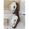 Image 1 : BOBCAT and NORTH AMERICAN BADGER Skulls on Wood Wall Pedestal