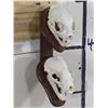 Image 2 : BOBCAT and NORTH AMERICAN BADGER Skulls on Wood Wall Pedestal