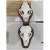 Image 3 : BOBCAT and NORTH AMERICAN BADGER Skulls on Wood Wall Pedestal