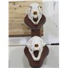 Image 4 : BOBCAT and NORTH AMERICAN BADGER Skulls on Wood Wall Pedestal