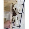 Image 7 : BOBCAT and NORTH AMERICAN BADGER Skulls on Wood Wall Pedestal