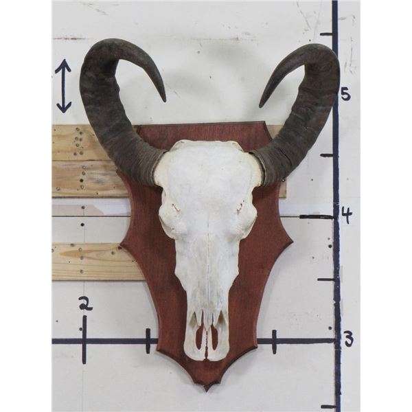 Big WATER BUFFALO Skull on Wooden Plaque with Removable Horns