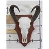 Image 1 : Big WATER BUFFALO Skull on Wooden Plaque with Removable Horns