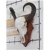 Image 2 : Big WATER BUFFALO Skull on Wooden Plaque with Removable Horns