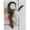 Image 3 : Big WATER BUFFALO Skull on Wooden Plaque with Removable Horns
