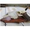 Image 5 : Big WATER BUFFALO Skull on Wooden Plaque with Removable Horns
