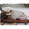 Image 6 : Big WATER BUFFALO Skull on Wooden Plaque with Removable Horns