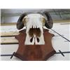 Image 7 : Big WATER BUFFALO Skull on Wooden Plaque with Removable Horns